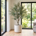 Modern living room with a large window, plant, and furniture.