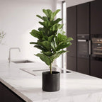 A green fiddle-leaf fig plant in a matte black cylindrical pot, placed on a white marble kitchen island with dark cabinetry in the background.