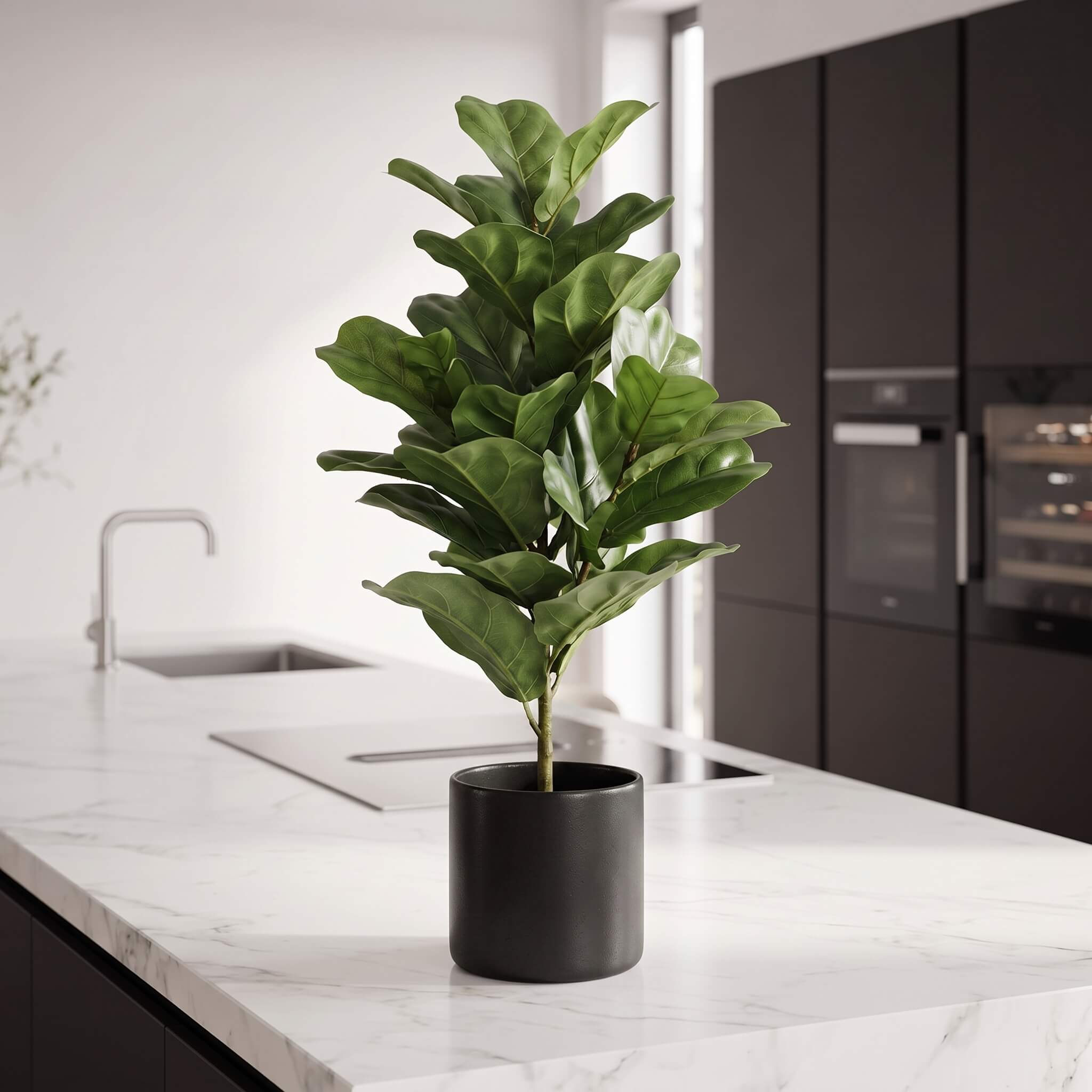 A green fiddle-leaf fig plant in a matte black cylindrical pot, placed on a white marble kitchen island with dark cabinetry in the background.