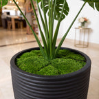 A potted Monstera plant with green leaves and a mossy black ribbed planter, shown in a bright indoor setting with a blurred background.
