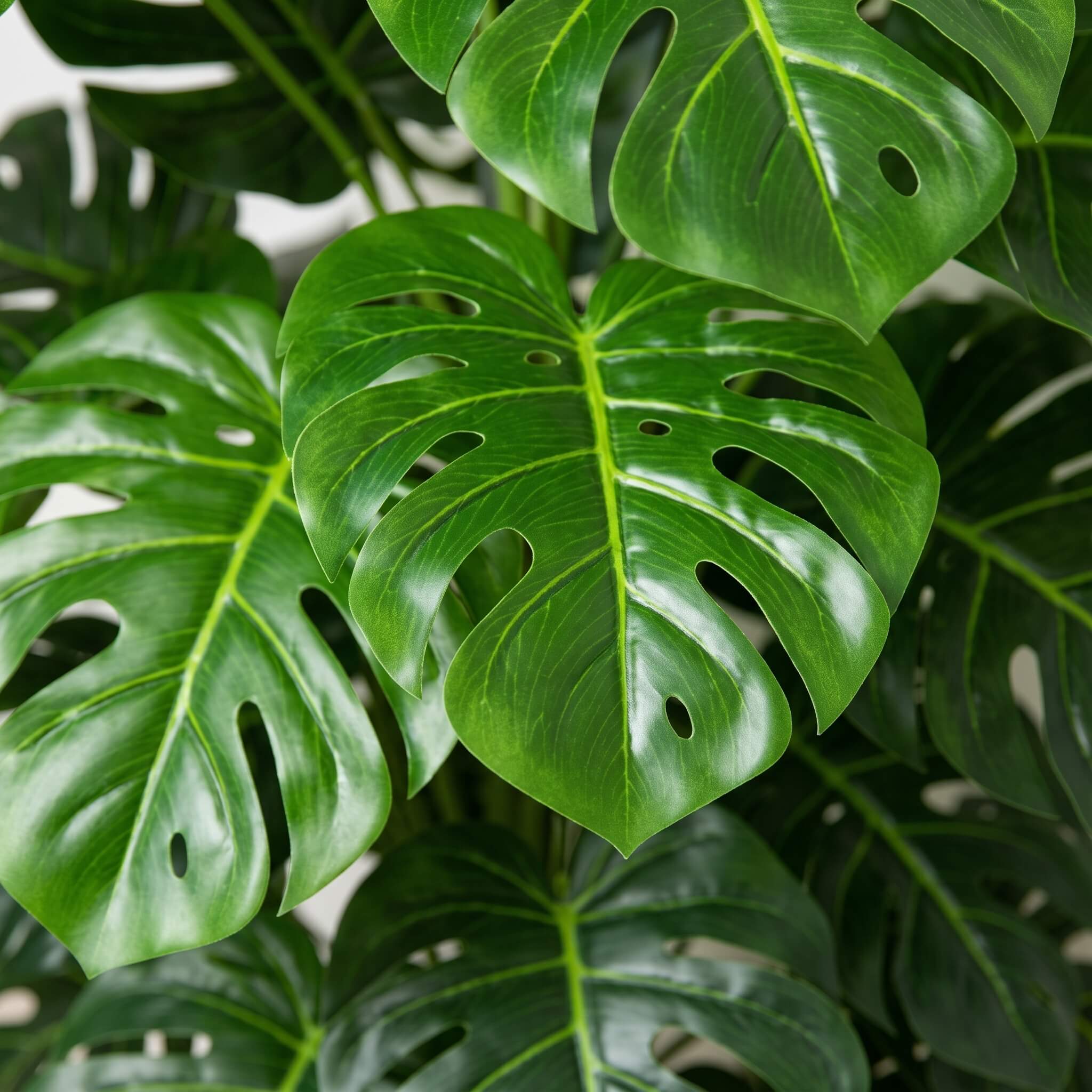 Close-up of glossy green monstera leaves with natural splits and perforations, filling the frame against a light background.