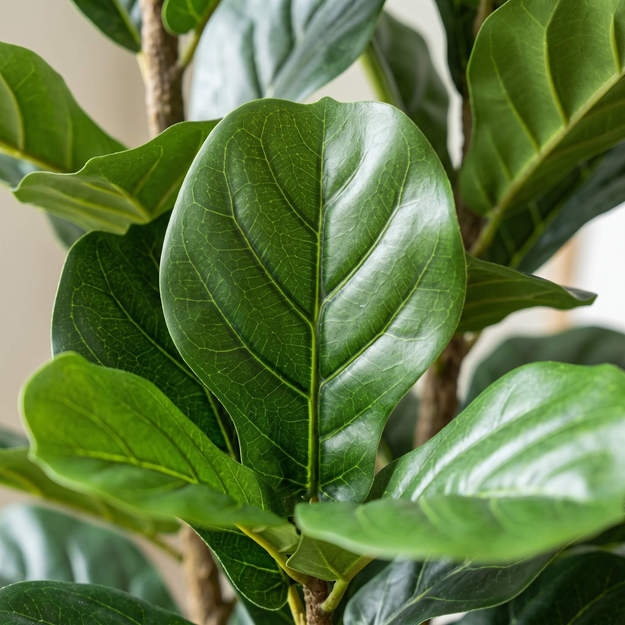 Realistic Faux Fiddle Leaf Fig Tree 150cm