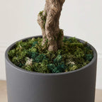 A close-up of a potted bonsai-style tree with a textured brown trunk and dense green moss in a matte dark gray cylindrical pot, set against a light neutral indoor background.