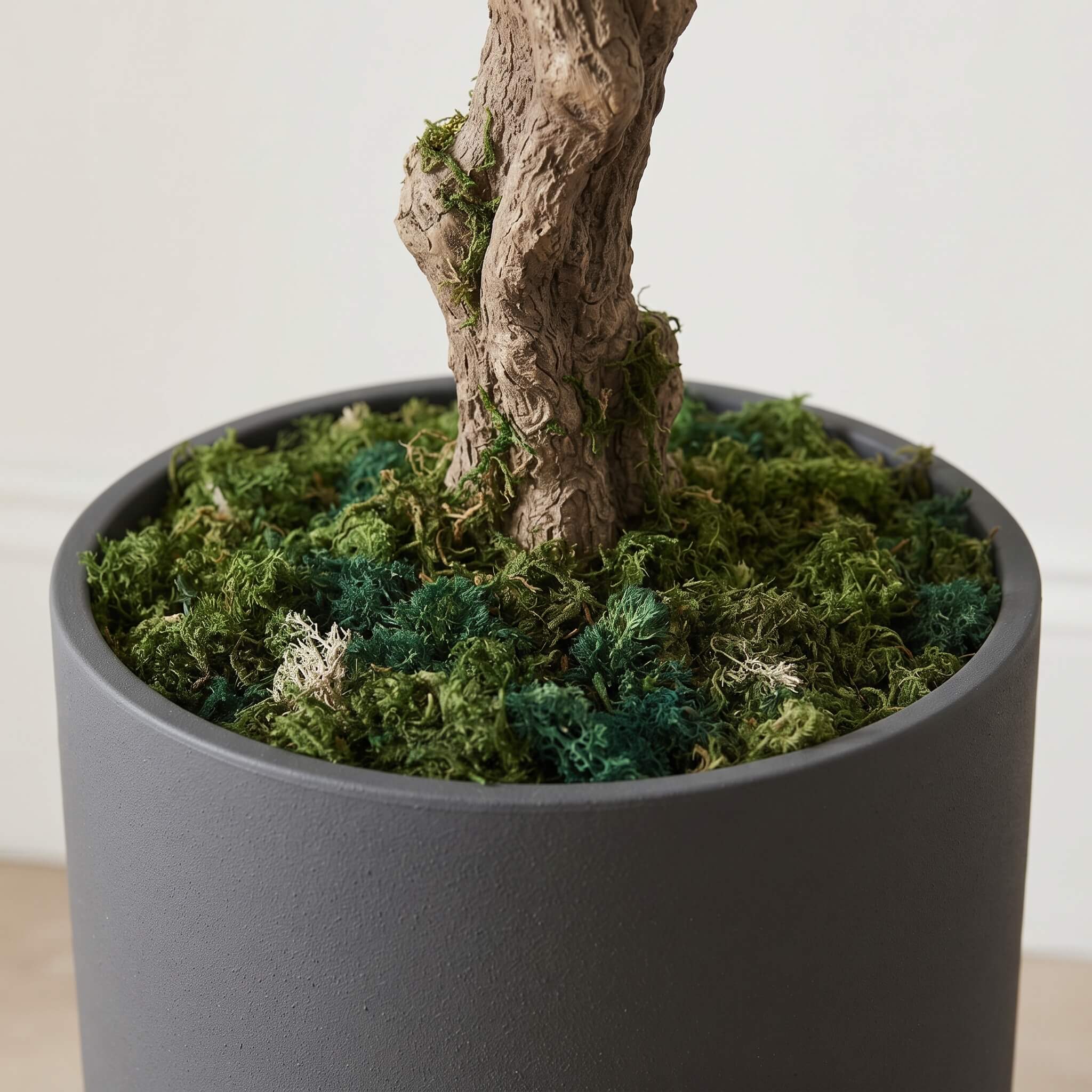 A close-up of a potted bonsai-style tree with a textured brown trunk and dense green moss in a matte dark gray cylindrical pot, set against a light neutral indoor background.