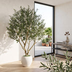 A large potted olive tree with dense green foliage and a light brown trunk, displayed indoors in a white round planter next to a black-framed glass door leading to a patio.