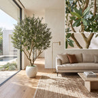 A large potted olive tree in a modern living room setting with a beige sofa, wooden floor, and woven rug, with two inset close-up images showing detailed leaves and branches of the olive tree.