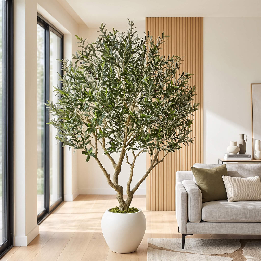 A large potted olive tree with dense green foliage and a light brown trunk, displayed in a modern living room next to a light gray sofa with olive and cream pillows.