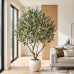 A large potted olive tree with dense green foliage and a light brown trunk, displayed in a modern living room next to a light gray sofa with olive and cream pillows.