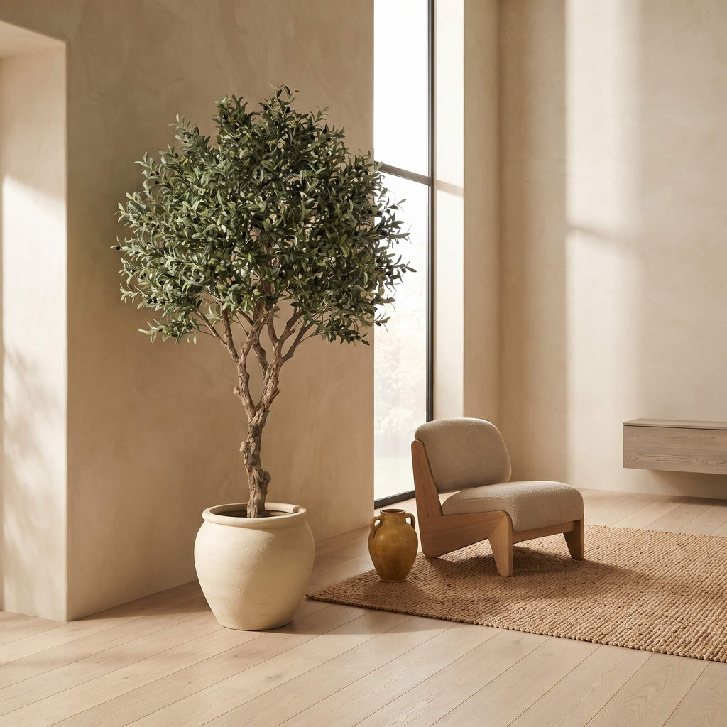 A potted olive tree with dense green foliage stands in a large cream-colored ceramic pot in a sunlit, minimalist room with beige walls, a small upholstered wooden chair, and a woven rug.