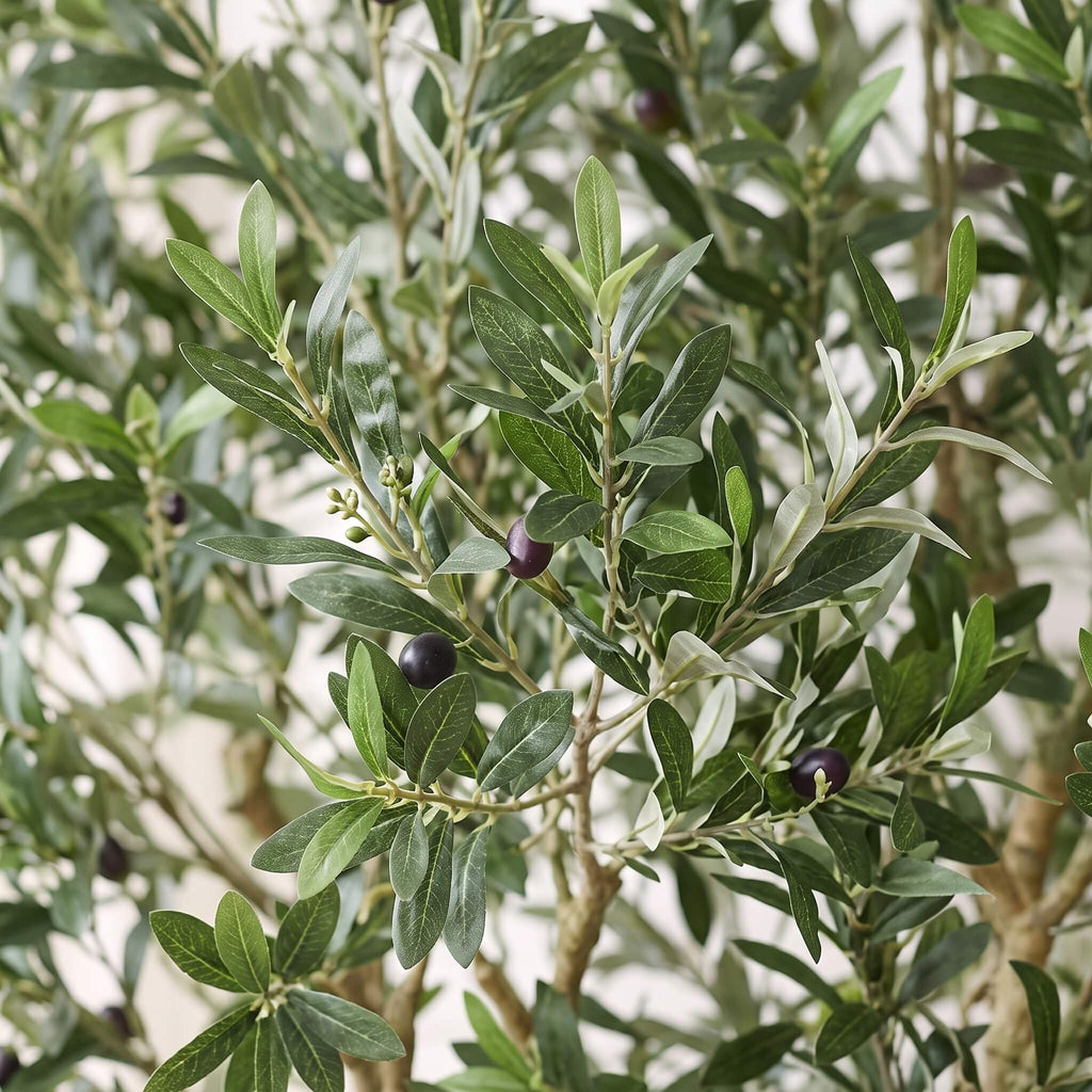 Close-up of an olive tree branch with green leaves and a few dark purple olives, photographed against a softly blurred light background.