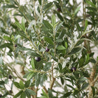 Close-up of an olive tree branch with green leaves and a few dark purple olives, photographed against a softly blurred light background.