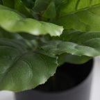 Close-up of a green leafy plant with large glossy leaves in a dark pot, photographed against a soft blurred background.