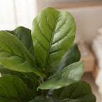Faux Fiddle Leaf Fig Tree 120cm