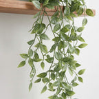 Trailing Mandala Vine