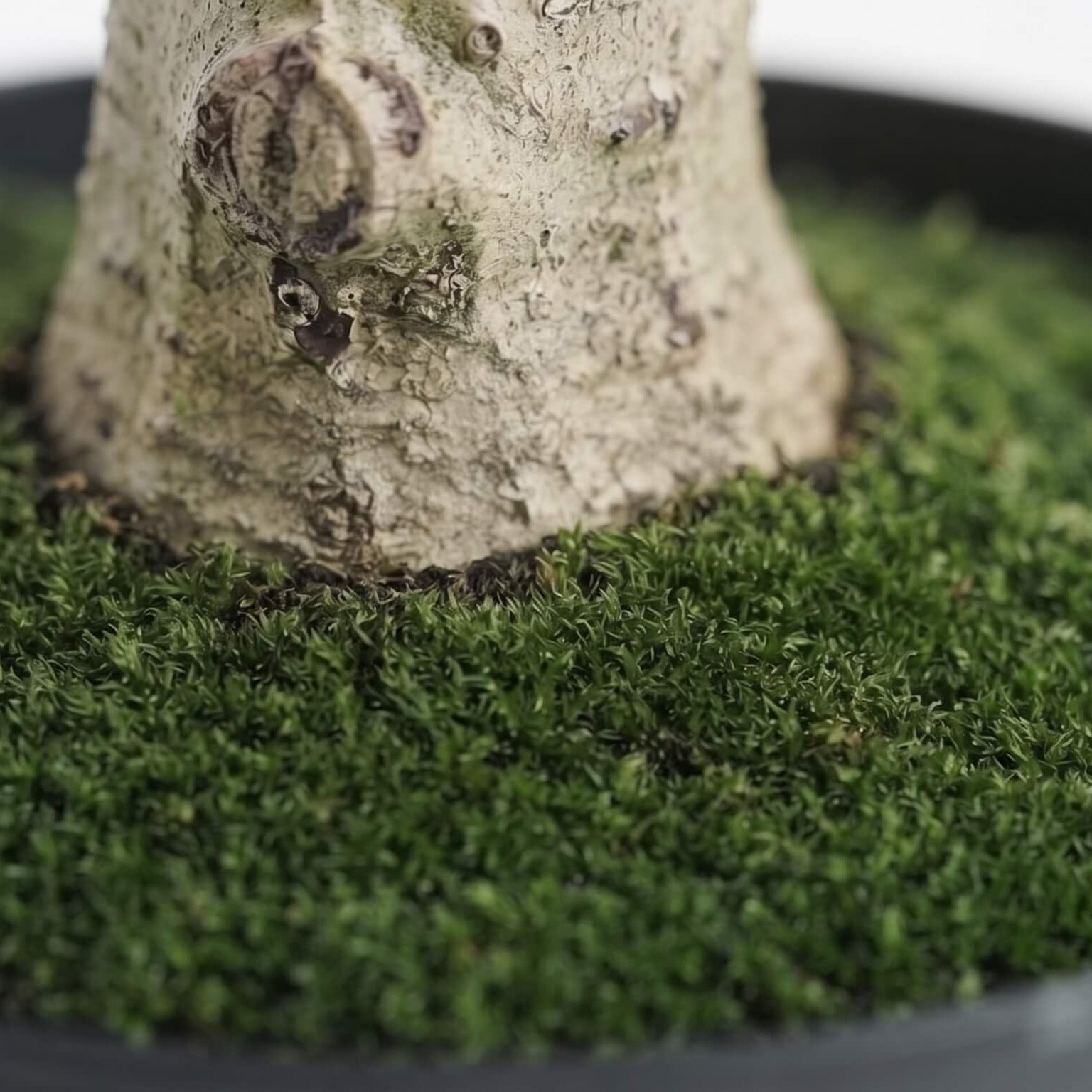 Close-up of a bonsai-style tree trunk surrounded by dense green moss in a black pot, photographed against a light neutral background.