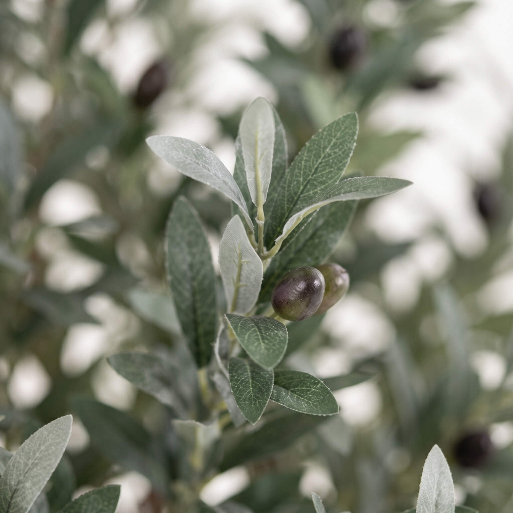 Close-up of a silvery green olive branch with dusty leaves and a few dark olives, photographed against a softly blurred light background.