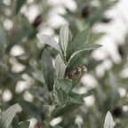 Close-up of a silvery green olive branch with dusty leaves and a few dark olives, photographed against a softly blurred light background.