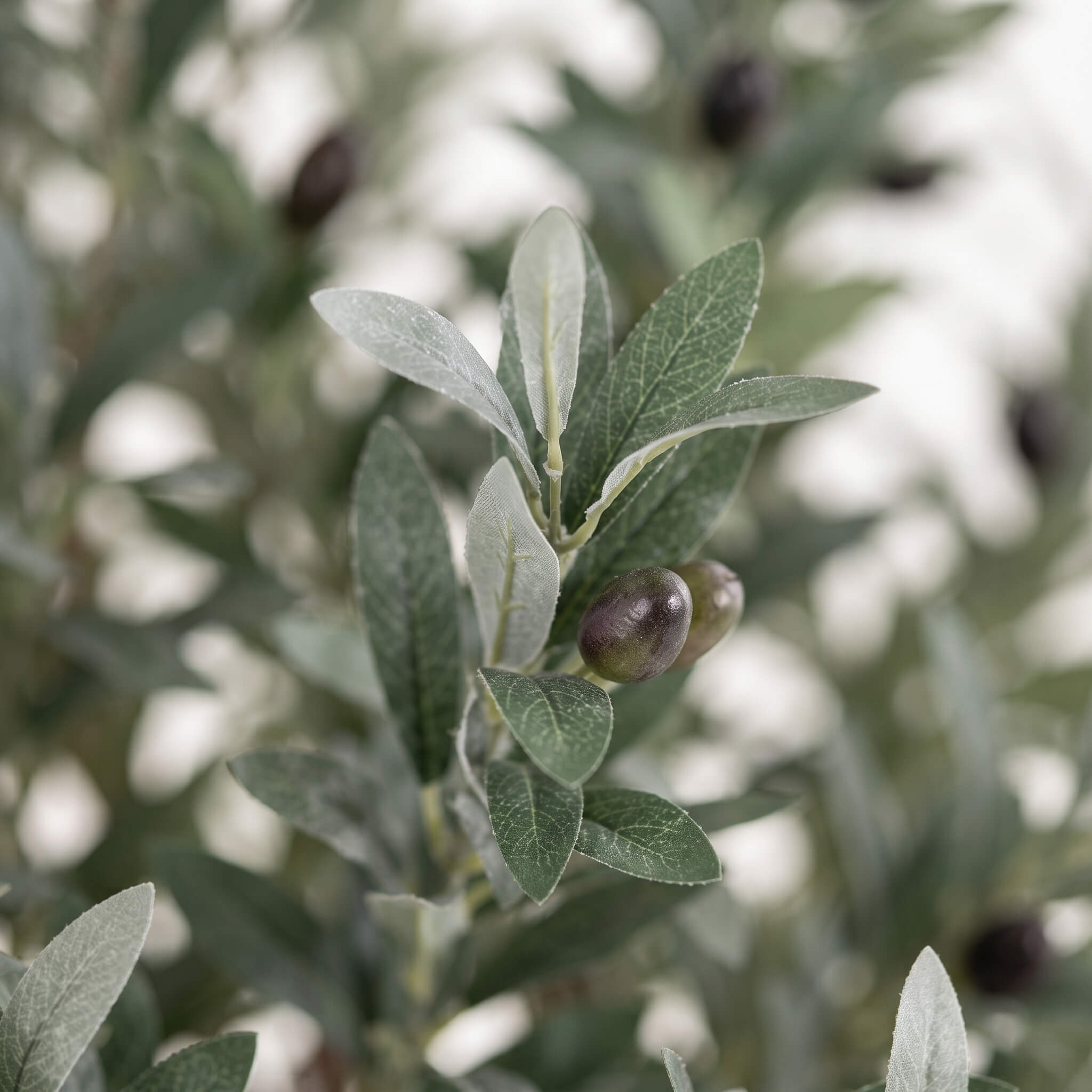 Close-up of a silvery green olive branch with dusty leaves and a few dark olives, photographed against a softly blurred light background.
