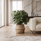 A large green monstera plant in a woven natural fiber basket planter, placed in a bright, modern living room next to a cream boucle armchair.