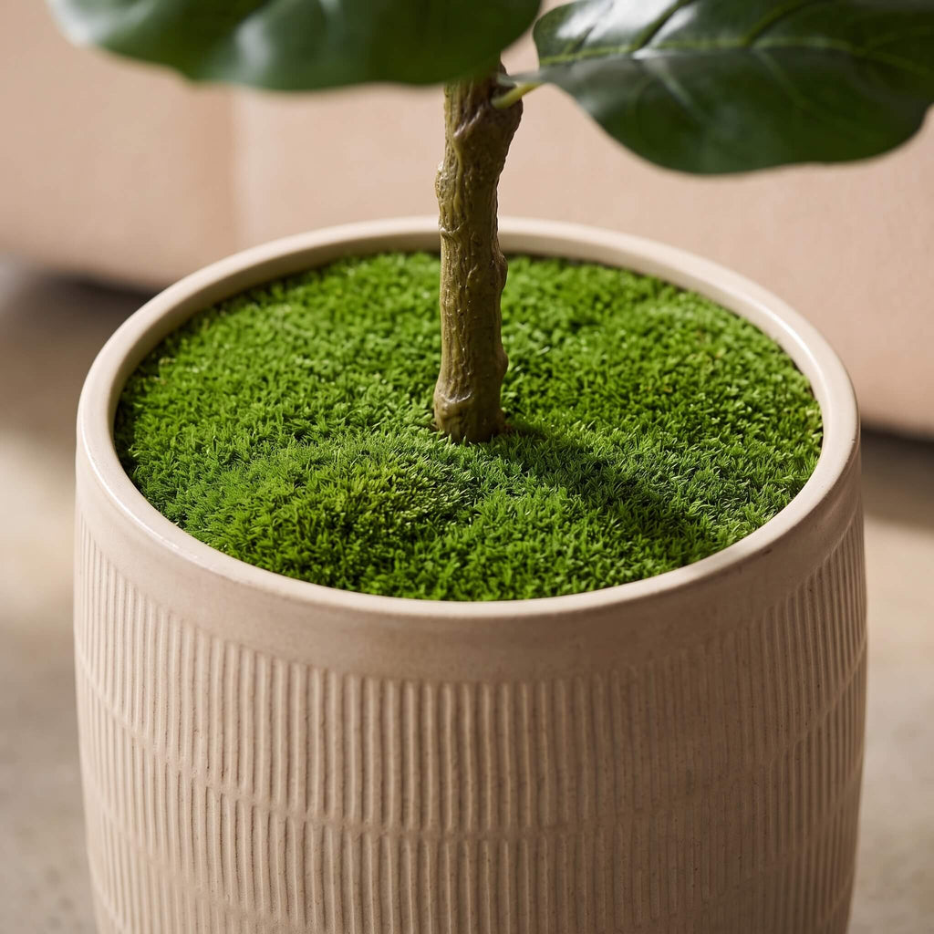 A close-up of a potted fiddle-leaf fig plant with a textured beige ceramic pot filled with bright green moss, set against a soft beige background.