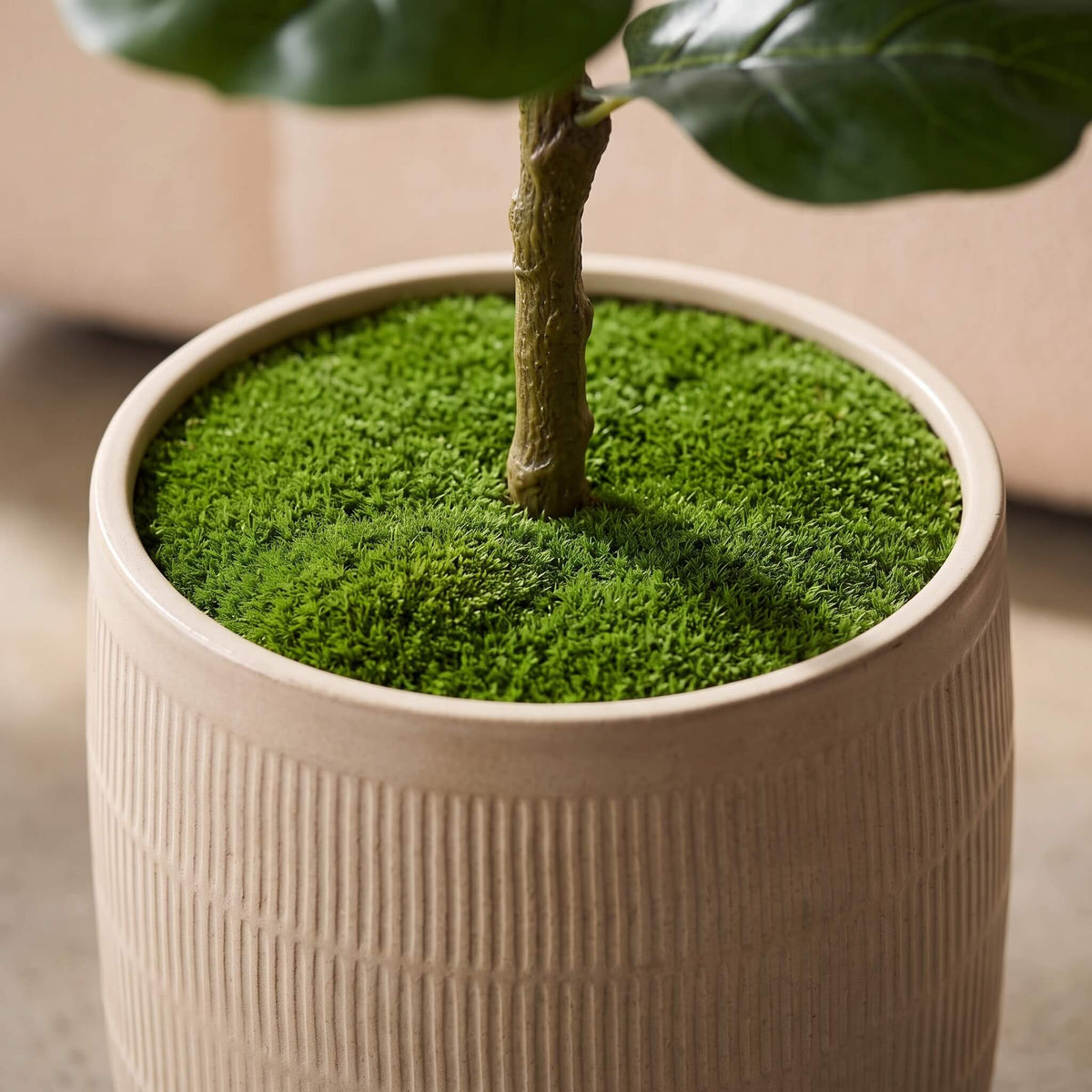 A close-up of a potted fiddle-leaf fig plant with a textured beige ceramic pot filled with bright green moss, set against a soft beige background.