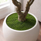 A close-up of a potted bonsai-style tree with a thick textured brown trunk and branches emerging from bright green moss inside a round white ceramic pot, set on a wooden floor near a window.