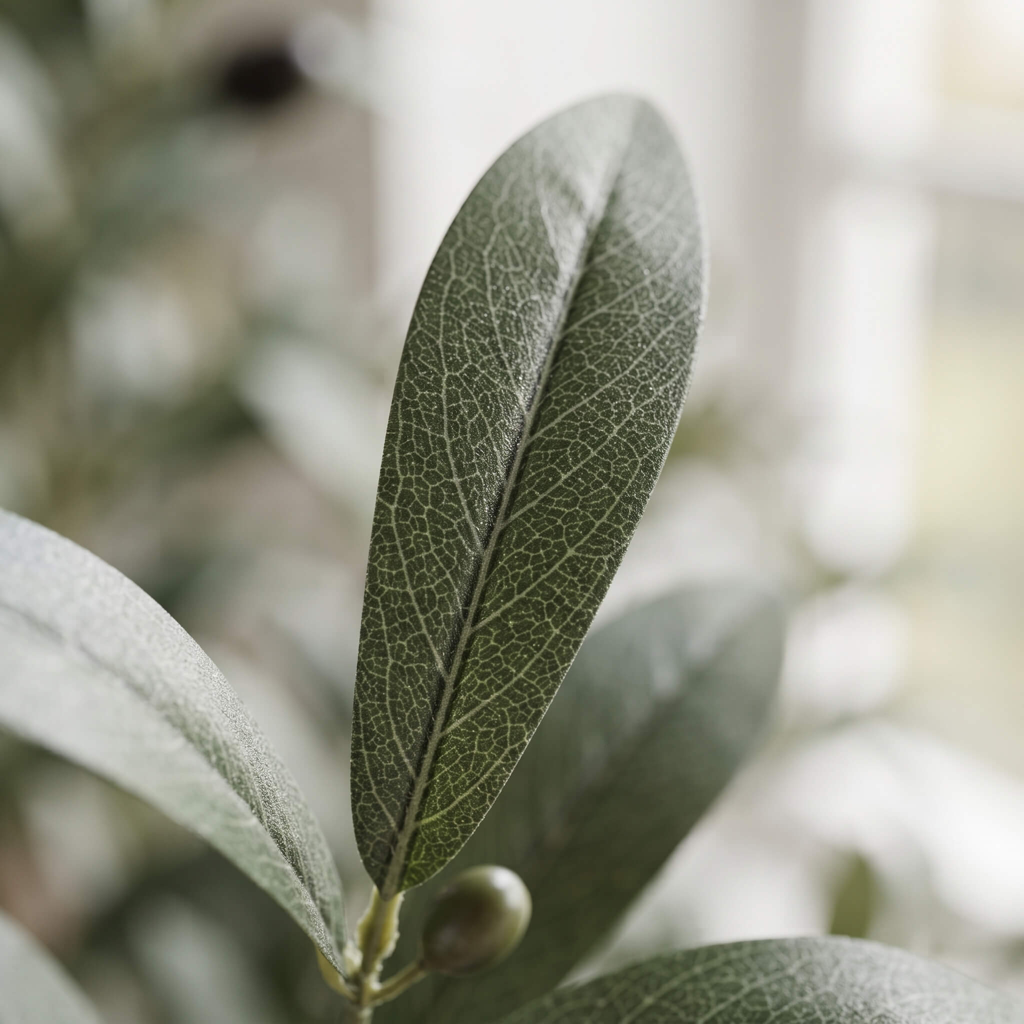 Close-up of a green olive leaf with visible vein patterns and a small olive bud, photographed in soft natural light with a blurred background.