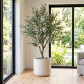 Potted plant in a room with large windows showing greenery outside