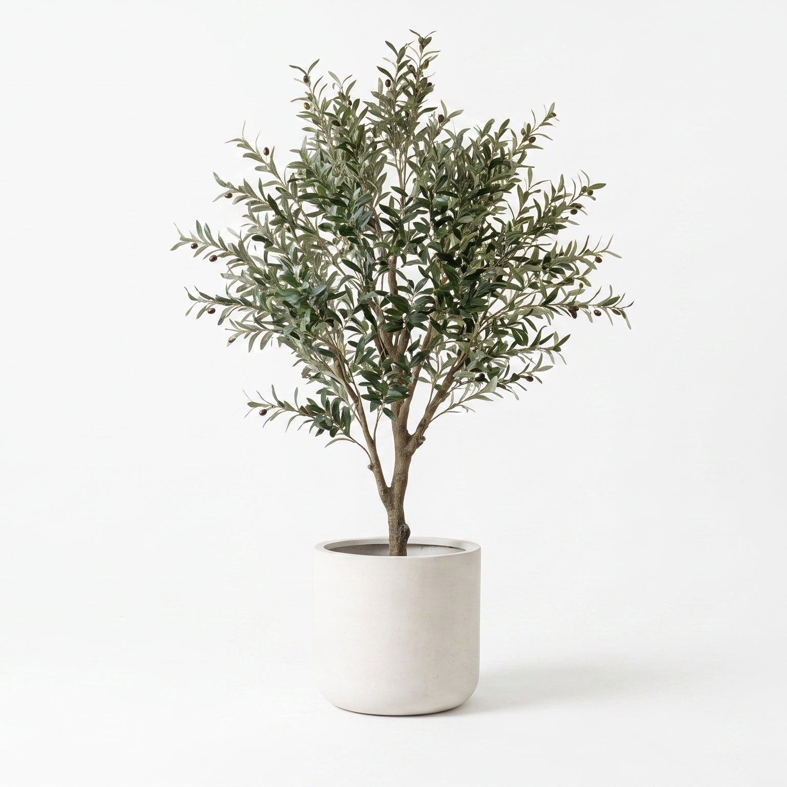 Potted plant in a white pot on a light gray background